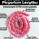 Although approximately half of the human population is colonized by H. pylori, only about 10–20% are likely to develop peptic ulcer, and only 1–2% are at risk for either gastric cancer ormucosa-associated lymphoid tissue lymphoma.